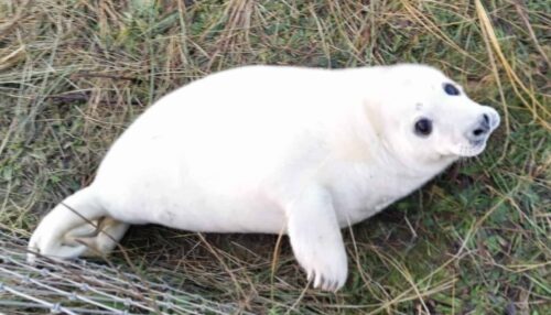A new born white furry seal pup at Donna Nook