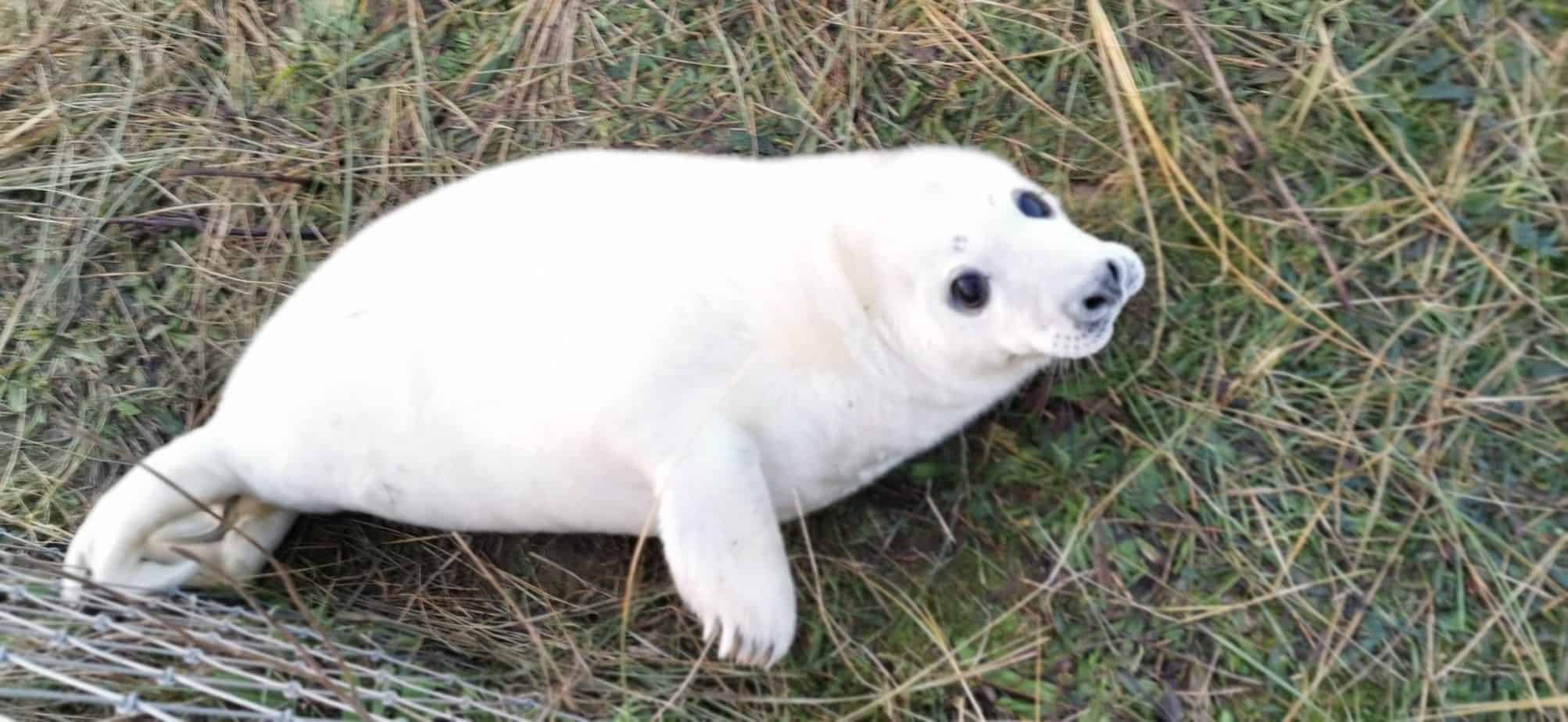 Newborn white baby seal with large eyes and a small, rounded body at Donna Nook, Lincolnshire.